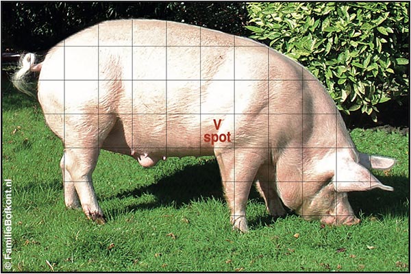 BRUTUS - 360 kilo varkensgeluk